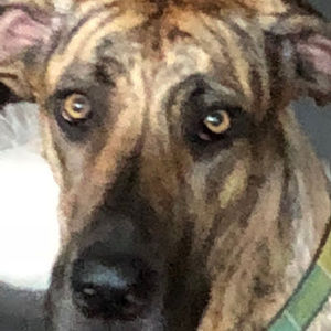 Meet your Posher, Jackson